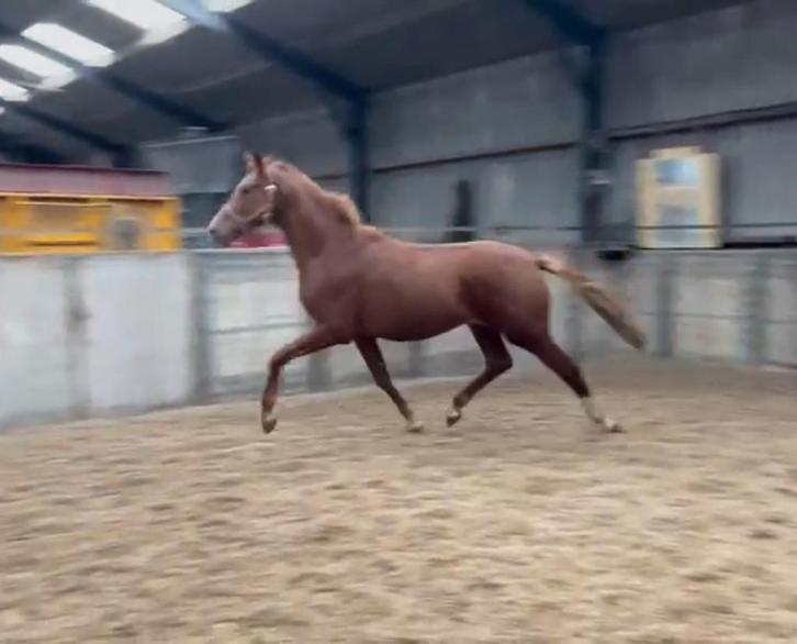 Interessante 2,5 jr dressuur hengst!, Dieren en Toebehoren, Paarden, Hengst, 0 tot 2 jaar, Dressuurpaard