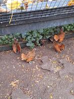 Te koop sebright hennen en haan en kuikens, Dieren en Toebehoren, Pluimvee, Meerdere dieren, Kip