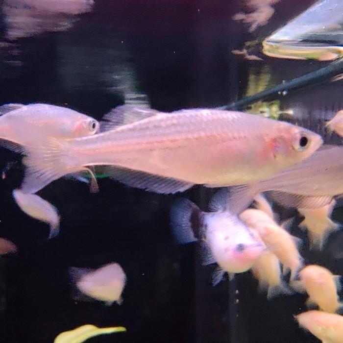 Melanotaenia maccullochi, Dieren en Toebehoren, Vissen | Aquariumvissen, Vis