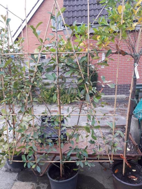 Photinia fraseri Red Robin  als leistruik in pot, Tuin en Terras, Planten | Struiken en Hagen, Haag, Laurier, 100 tot 250 cm, Ophalen