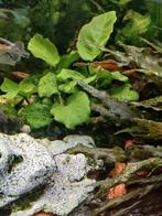 Grote anubias, Dieren en Toebehoren, Ophalen of Verzenden, Plant(en), Steen of Hout