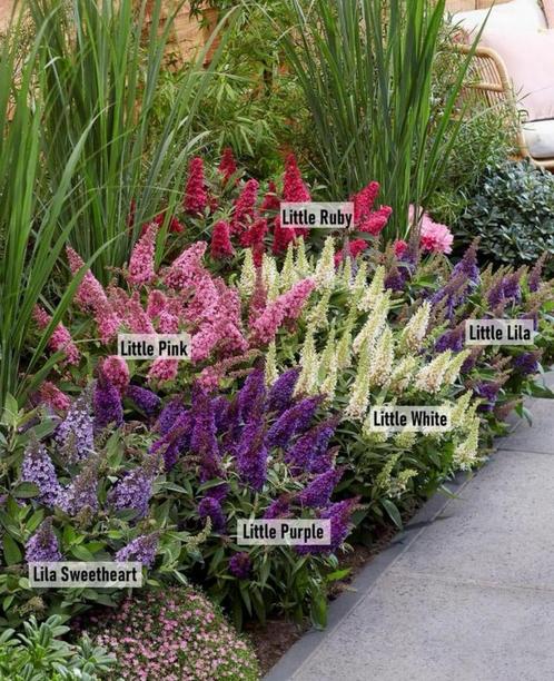 9 soorten, Butterfly candy serie, dwergvlinderstruiken, Tuin en Terras, Planten | Tuinplanten, Ophalen