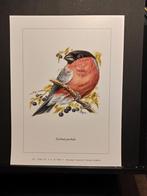 Goudvink - Buzin - prent kunst  afmeting  18 x 24 cm, 1980 tot heden, Ophalen of Verzenden, Zo goed als nieuw, Dier