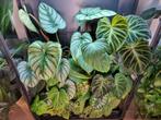 philodendron sodiroi stek, Huis en Inrichting, Kamerplanten, Ophalen of Verzenden