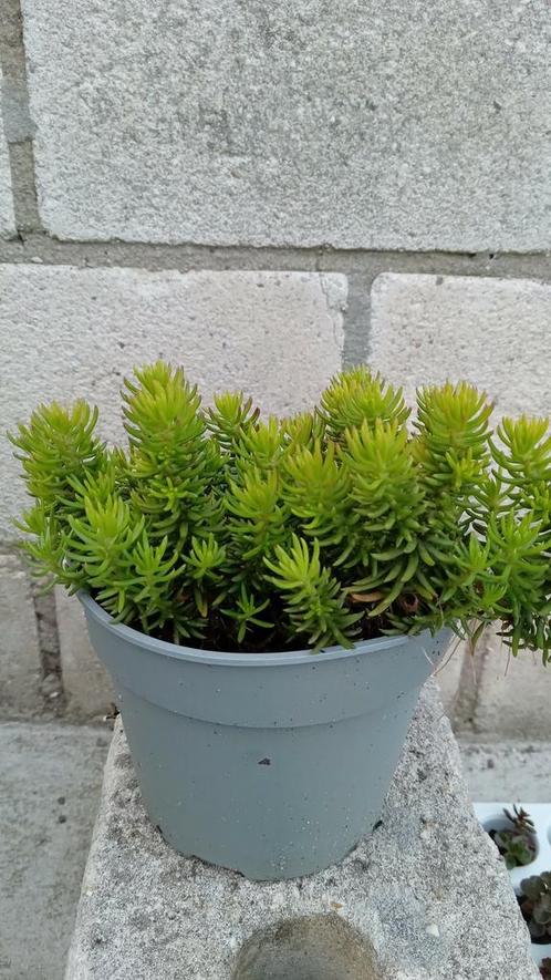 SEDUM REFLEXUM 'ANGELINA  13 cm pot ACTIE NU 4 VOOR 10 EURO, Tuin en Terras, Planten | Tuinplanten, Volle zon, Zomer, Ophalen of Verzenden