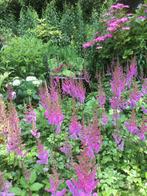 Diverse tuinplanten vanaf € 1,50, Tuin en Terras, Planten | Tuinplanten, Vaste plant, Halfschaduw, Zomer, Ophalen