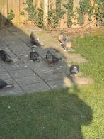 Takla, Dieren en Toebehoren, Meerdere dieren, Tuimelaar of Roller