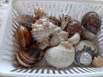 Diverse Zeeschelpen Collectie, Antiek en Kunst, Curiosa en Brocante, Ophalen of Verzenden