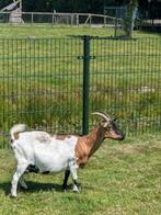 Dwerggeitje, Dieren en Toebehoren, Vrouwelijk, Geit