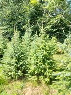 Picea omorika kerstbomen 150cm +, Ophalen of Verzenden, Overige soorten, Struik, 100 tot 250 cm