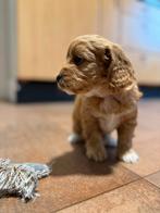 Cockapoo pups te koop, Overige rassen, CDV (hondenziekte), 8 tot 15 weken, Meerdere