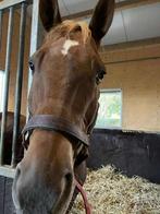 Super lieve E-pony ruin, Dieren en Toebehoren, Paarden, Met stamboom, Minder dan 160 cm, Ruin, M