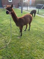 Alpaca merrie, Dieren en Toebehoren, Overige Dieren, Vrouwelijk, Voor 1 juli 2024