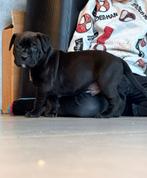 American bully xl pups met abkc stamboom, Dieren en Toebehoren, Honden | Dekreuen, HCC (leverziekte), 8 tot 15 weken, Meerdere