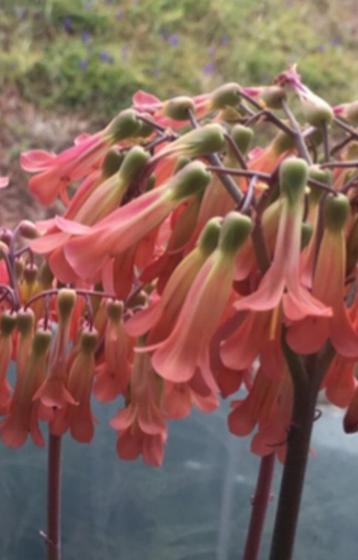 Kalanchoe Lloret dM bio kamerplanten met prachtige bloesem beschikbaar voor biedingen
