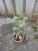 Hartgespan stek - 2 planten beschikbaar!, Tuin en Terras, Planten | Tuinplanten, Ophalen, Vaste plant, Halfschaduw, Kruiden