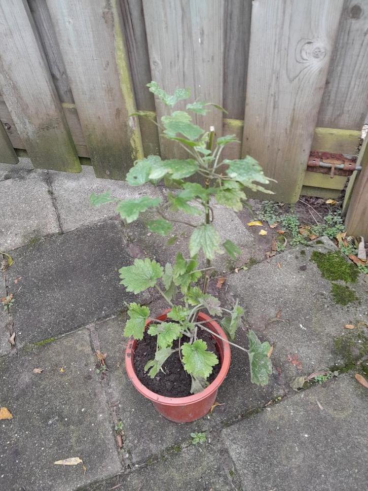 Hartgespan stek - 2 planten beschikbaar!, Tuin en Terras, Planten | Tuinplanten, Vaste plant, Kruiden, Halfschaduw, Zomer, Ophalen