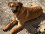 Kleine, lieve dame Star zoekt een fijn thuis, Particulier, Rabiës (hondsdolheid), 15 weken tot 1 jaar, Buitenland