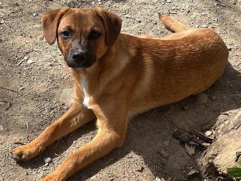 Kleine, lieve dame Star zoekt een fijn thuis, Dieren en Toebehoren, Honden | Niet-rashonden, Middel, Teef, Particulier, Eén hond
