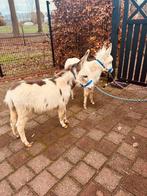 ️🫏❤️Mini ezeltjes️🫏💙klein🫶, Dieren en Toebehoren, April, Mannelijk