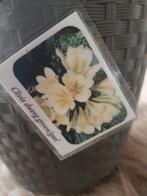 Clivia geel/groen, opgekweekt uit zaad., Volledige schaduw, Overige soorten, Ophalen of Verzenden, Minder dan 100 cm