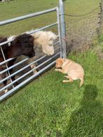 Prachtig nmprs minipaardje stamboek merrie 3 jaar handtam, Merrie, A pony (tot 1.17m), Gechipt, 3 tot 6 jaar