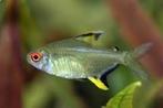 Gele tetra’s, Dieren en Toebehoren, Vissen | Aquariumvissen, Vis