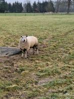 Te koop texelaar x rouge ram, Dieren en Toebehoren, Mannelijk, Schaap