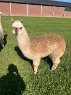 Alpaca hengst  2 jaar, Dieren en Toebehoren, Mannelijk, Voor 1 juli 2024