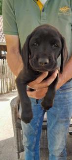 labrador kruising beierse bergzweethond, Dieren en Toebehoren, Rabiës (hondsdolheid), 8 tot 15 weken, Labrador retriever, Meerdere