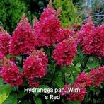 Hydrangea paniculata Wims 's Red, Ophalen of Verzenden