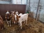 Bergeit geiten, Dieren en Toebehoren, Schapen, Geiten en Varkens, Vrouwelijk, Geit