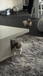 Kitten ragdoll, Meerdere dieren, Ontwormd, 0 tot 2 jaar