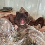 Lieve nieuwsgierige goudhamster, Dieren en Toebehoren, Knaagdieren, Januari, Vrouwelijk, Hamster