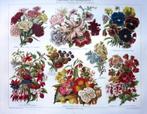 Prachtige plaat met tuinbloemen - bloemen, Verzenden