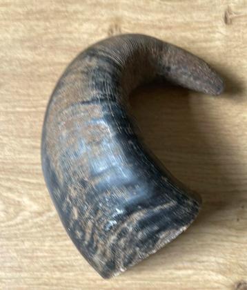 Hoorn van Buffalo Viking beschikbaar voor biedingen