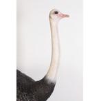 Ostrich beeld – Struisvogel Hoogte 213 cm, Ophalen, Nieuw