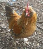 3 mix krielhaantjes, Dieren en Toebehoren, Pluimvee, Mannelijk, Kip