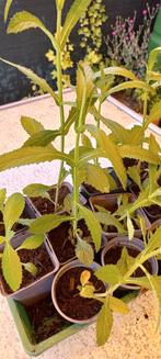 VERBENA PLANTEN/STEKKEN, PAARS NOG 8  BIJEN/VLINDER €2. P.S., Tuin en Terras, Planten | Tuinplanten, Volle zon, Vaste plant, Zomer