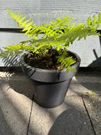 Varen in pot, Tuin en Terras, Planten | Tuinplanten, Ophalen, Vaste plant, Varens, Halfschaduw