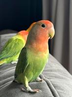 Agapornis, Meerdere dieren, Dwergpapegaai of Agapornis