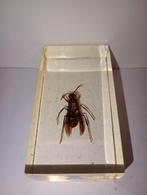 insect in epoxy hars 06, Ophalen of Verzenden, Nieuw, Insect, Beeldje of Figuurtje