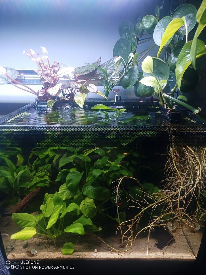 Fluval Flex 34L met vissen, garnalen en planten, Dieren en Toebehoren, Vissen | Aquaria en Toebehoren, Gebruikt, Gevuld zoetwateraquarium