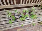 Elianny aardbei, Ophalen, Volle zon, Groenteplanten, Eenjarig