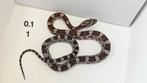 Korenslangen (Pantherophis Guttatus) 4.7, Dieren en Toebehoren, Reptielen en Amfibieën, Slang, 0 tot 2 jaar
