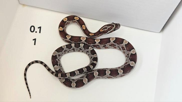 Korenslangen (Pantherophis Guttatus) 4.7, Dieren en Toebehoren, Reptielen en Amfibieën, Slang, 0 tot 2 jaar