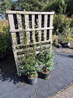 Camelia Spring Festival ca. 150 cm hoog, Tuin en Terras, Planten | Struiken en Hagen, Ophalen of Verzenden, Overige soorten, Struik