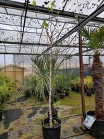 Grote vijgenboom op stam Ficus carica, Tuin en Terras, Planten | Bomen, Overige soorten, Volle zon, Ophalen of Verzenden