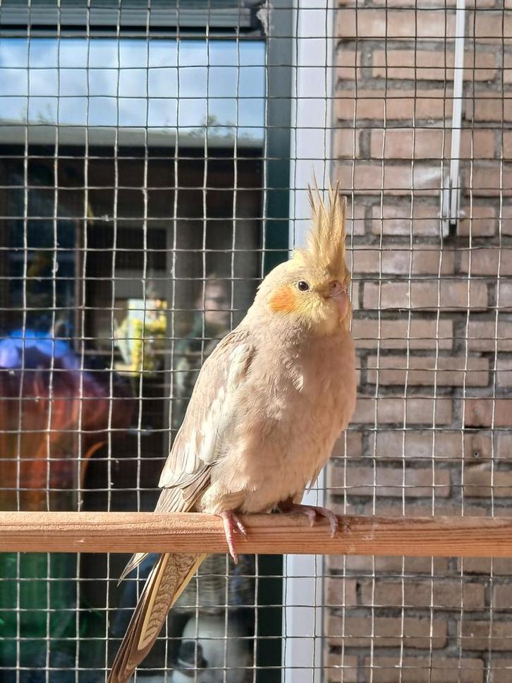Jonge valkparkiet cinnamon (2), Dieren en Toebehoren, Vogels | Parkieten en Papegaaien, Parkiet, Geslacht onbekend, Geringd