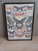Mooie vlinderposter 50x70 cm inclusief lijst, Verzamelen, Posters, Zo goed als nieuw, Ophalen